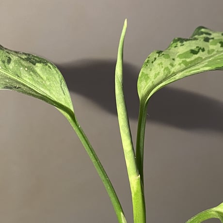 Aglaonema pictum 現地便 [KZT]