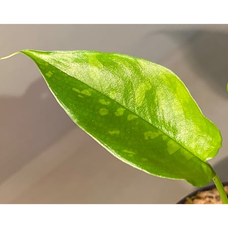 Schismatoglottis sp. from Kapuas hulu Kalimantan barat