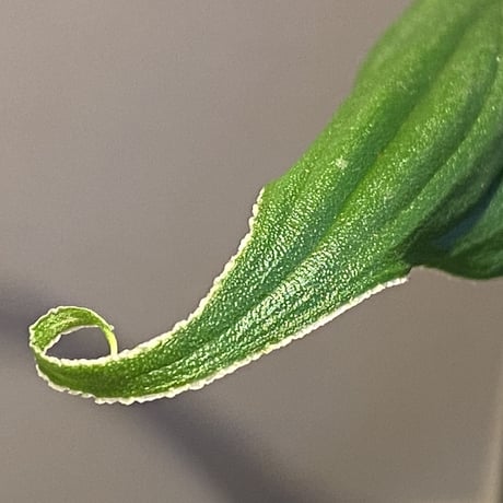 (大株) Homalomena sp. "蛟" from Sumatera Utara [LA0318-02]