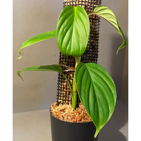 Philodendron sp. from Iquitos Peru [tanakay]