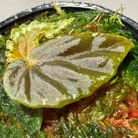 Begonia cf. baramensis