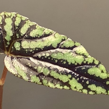 Begonia Variabilis [TK260915]
