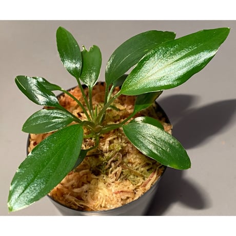 Homalomena sp. Sekadau Selatan
