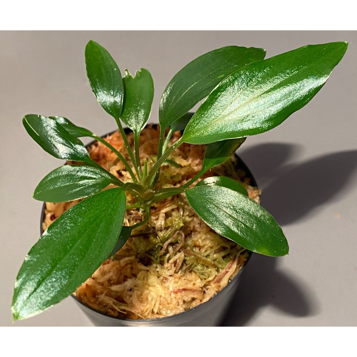 Homalomena sp. Sekadau Selatan | M・R・G・R