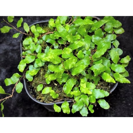 Microgramma heterophylla 伊藤蟻植物農園