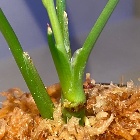 Homalomena sp. from Sekadau Selatan