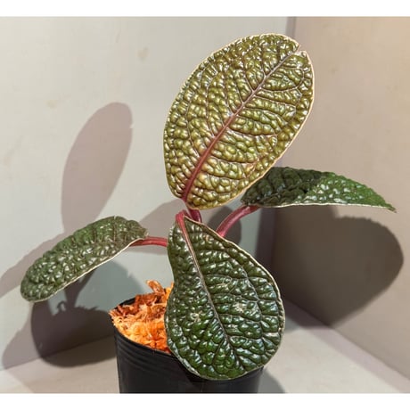 Ardisia sp. ''Snake Skin" from Kapuas hulu West Kalimantan