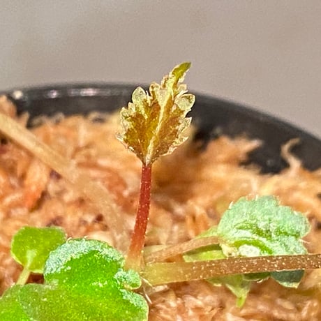 Begonia '煉獄-壱' [LA hyb.-f1-01]