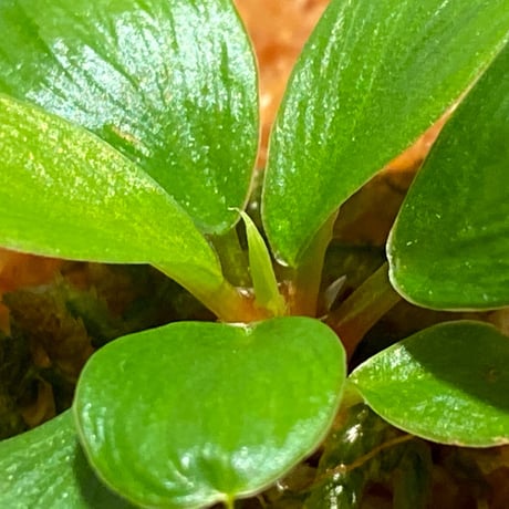 Homalomena sp. [LA0317-z-r]