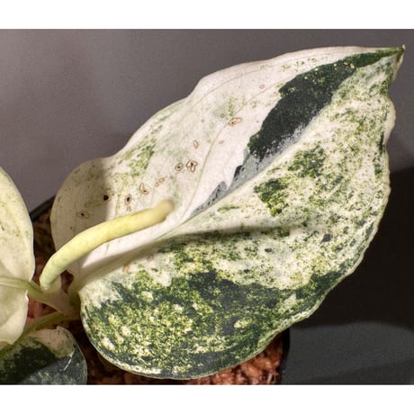 Aglaonema pictum "Variegated" from Aceh sumatera
