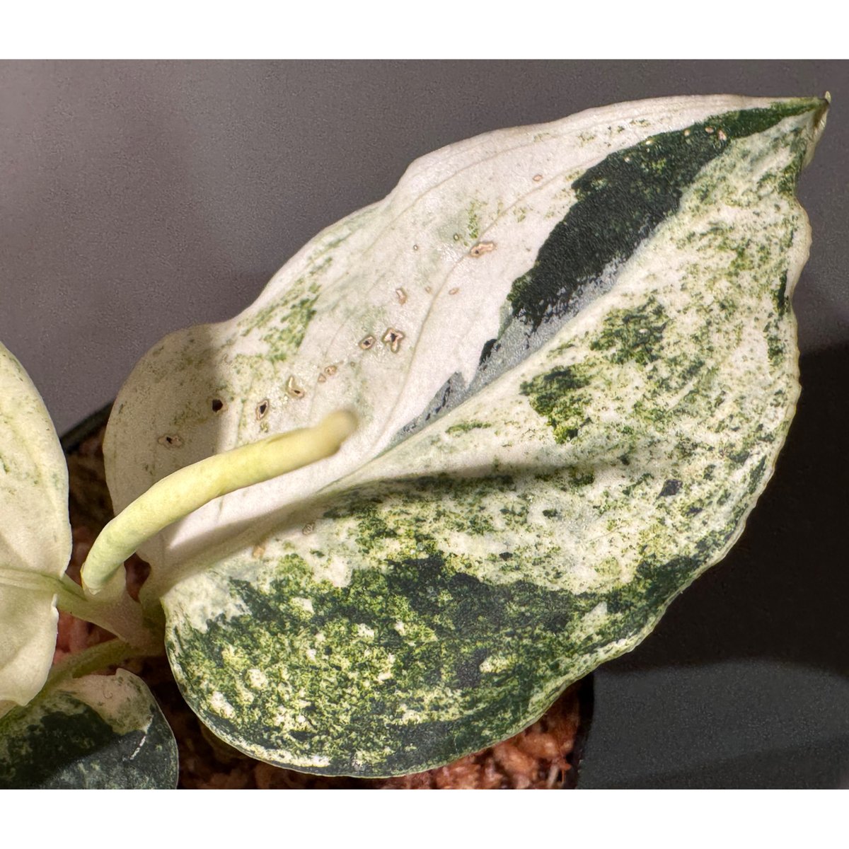 Aglaonema pictum 
