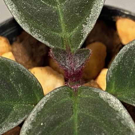 Cosmianthemum bullatum [LA0515-02]
