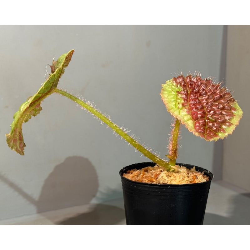 peculiarman　Begonia 5点同梱発送 Begonia susaniae | M・R・G・R