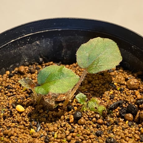 Begonia sp. from Bac Kan [YH1117] TK
