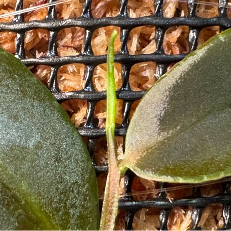 Marcgravia sp. "Azreal"