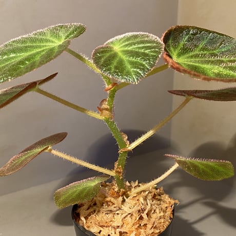 Begonia sp. from Manaus