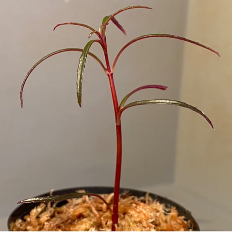 Sonerila linearis from Kedah Malaysia [LA0717-02]