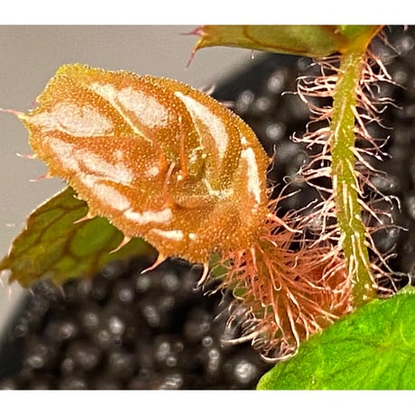Begonia susaniae