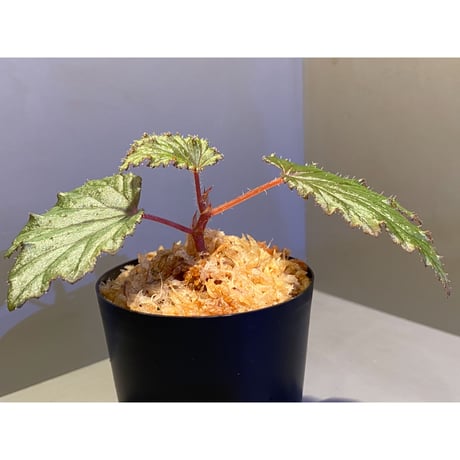 Begonia Hyb. (Halmahera × Aceh)