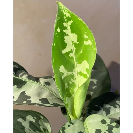 Aglaonema pictum "しるば〜らいん" from Aceh sumatera [LA1218-01b]