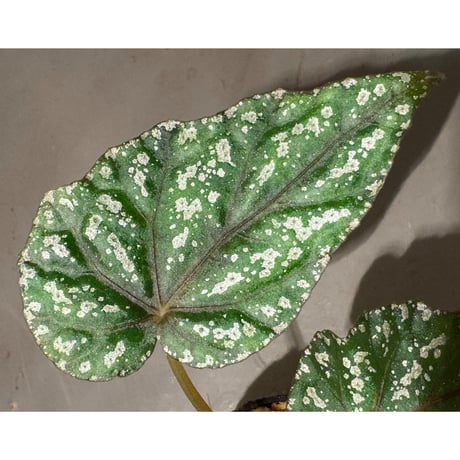 Begonia handelii var. prostrata from Viet Nam
