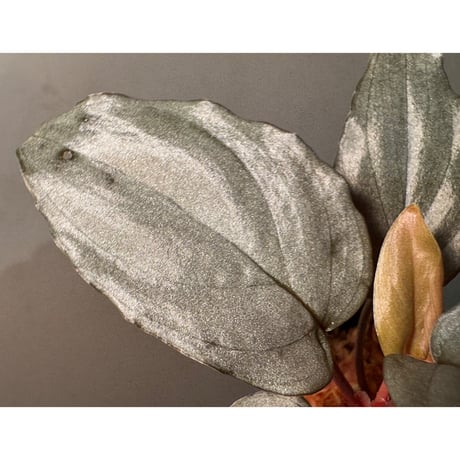 Homalomena sp. "Silver Bullet" from Pulau Lingga [AZ0917-1]