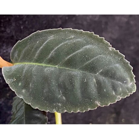 Ardisia sp. from Riau sumatera