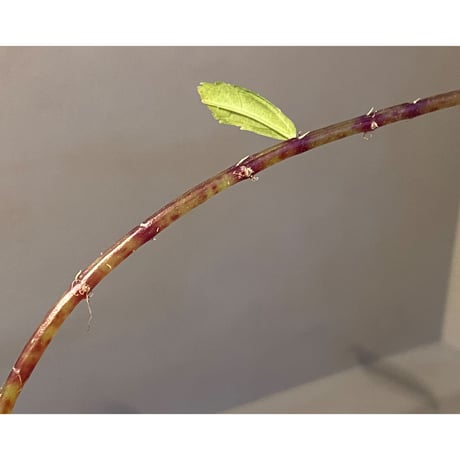 Elatostema sp. from Quezon, Luzon, Philippines