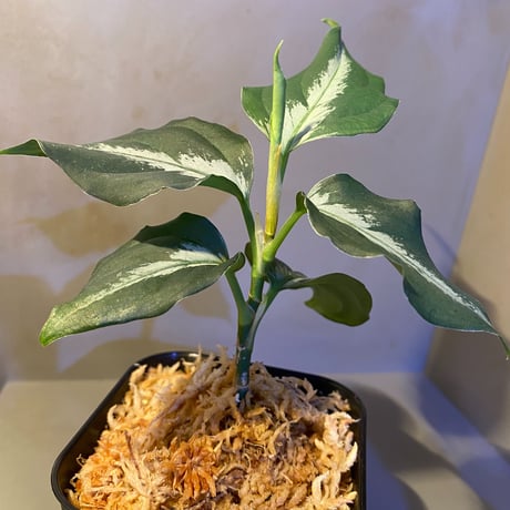 Aglaonema pictum [LA0915-z-s-11]
