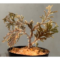 【正規タグ付き】Homalomena sp. \"Air Terjun 1\" タグ付きHomalomena sp. 