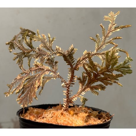 Selaginella sp. from Kapuas hulu