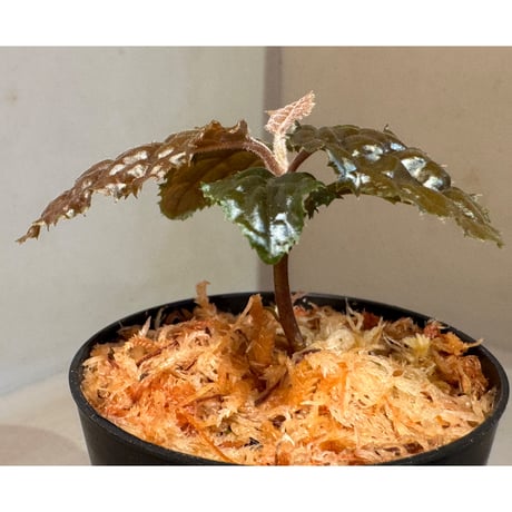 Ardisia sp. from Bengkulu [LA0315-1]