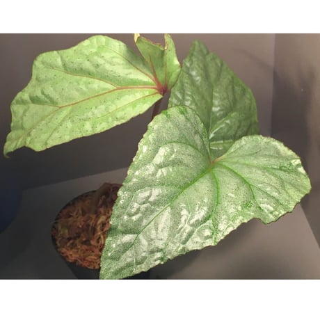 Begonia sp . from Ha Noi [TK140617]