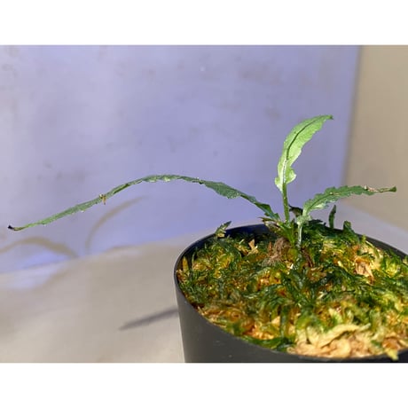 Microsorum sp. "Short Dragon Tail"