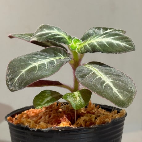 Codonoboea cf. pumilla from Riau sumatera [LA1119-02]