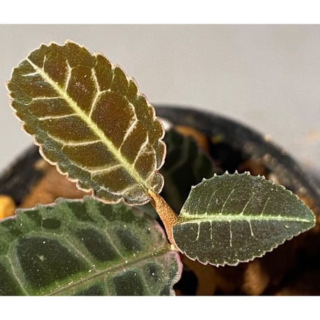 Emblemantha urnulata (Labisia sp.) from Riau sumatera [LA0815-01]