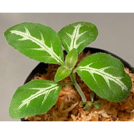 Ruellia devosiana from Brazil