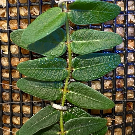 Unknown sp "Green centipede" from Resun P.Lingga [AZ0517-11]