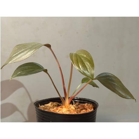 Homalomena sp. "Light Blue Silver" from Kepulauan Riau ②