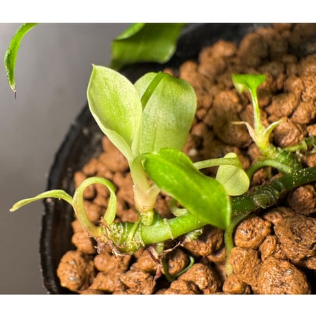 Cryptocoryne joshanii from Basilan island philippines [LA]
