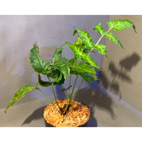 Coniogramme emeiensis 中国四川省原産