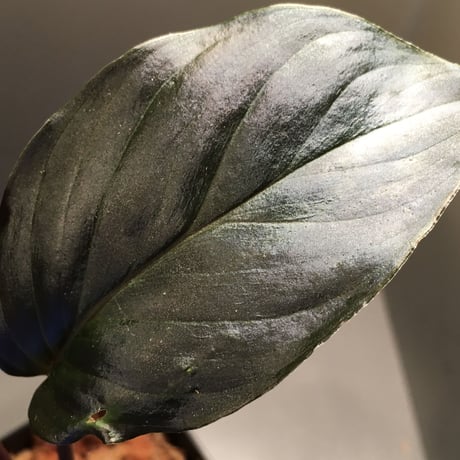 Homalomena sp. "Deep Purple" JKT from Pulau Nias [AZ0215-1]