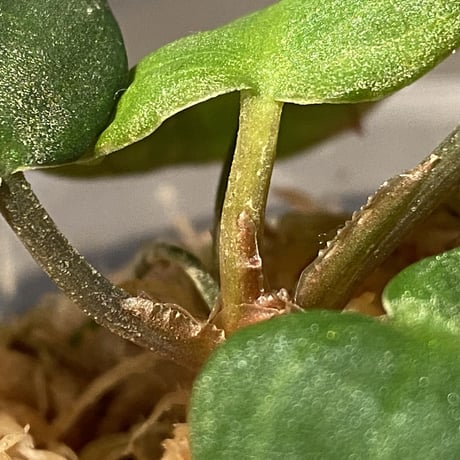 Homalomena sp. from Sumatera Utara [LA0118-02]