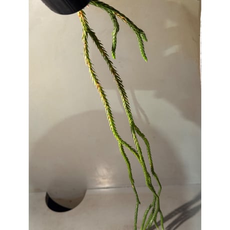 Phlegmariurus carinatus from West Java