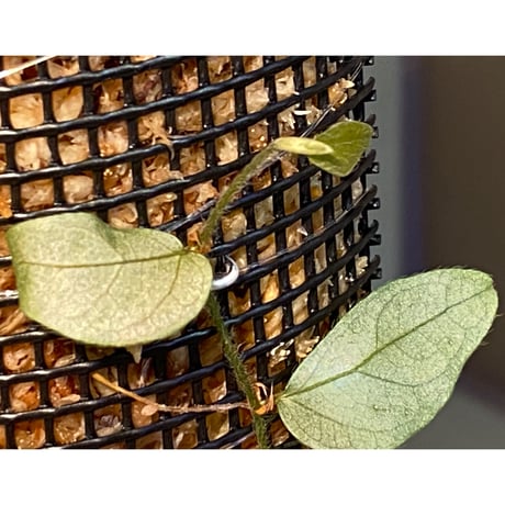 Ficus sp. "Muara wahau" white Kalimantan timur [TB]