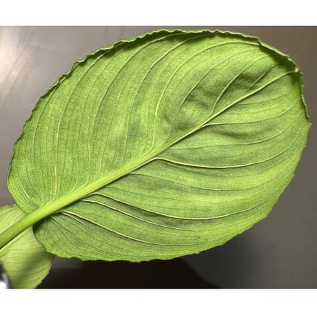 Homalomena sp. from Aceh Sumatera