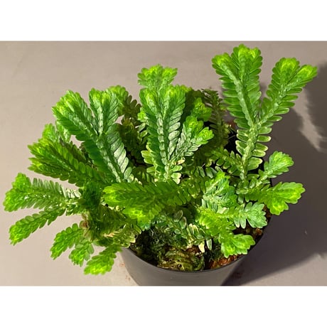 Selaginella sp. バリエガータ from "Nanga pinoh" [TB]