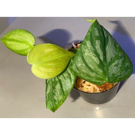 Philodendron sp. from Iquitos Peru [tanakay]