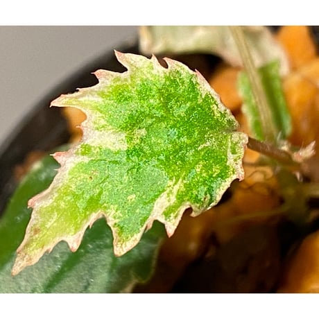 Begonia prismatocarpa "Variegata" ①