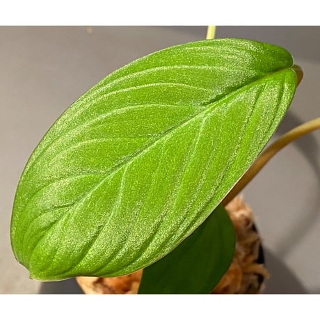Homalomena sp. from Padang sumatera [LA0117-02] ②